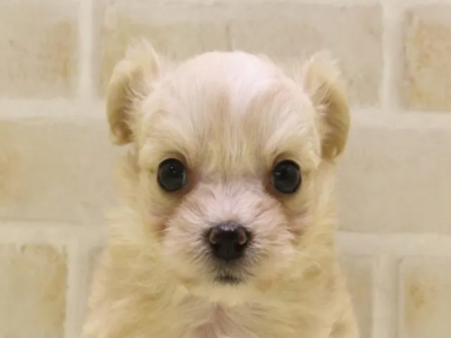 東京都のハーフ犬・ミックス犬 (ペッツワン昭島店/2025年4月5日生まれ/男の子/アプリコット)の子犬